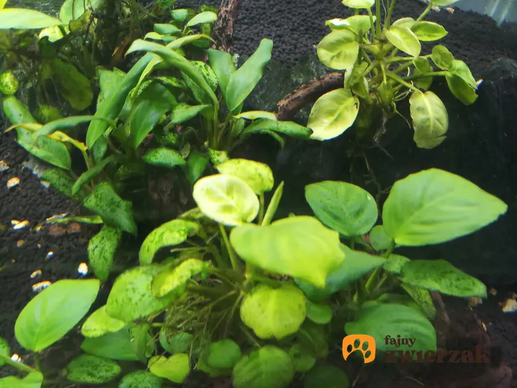 Roślina anubias rosnąca w akwarium, a także wymagania, sadzenie oraz pielęgnacja rośliny dla początkujacych akwarystów