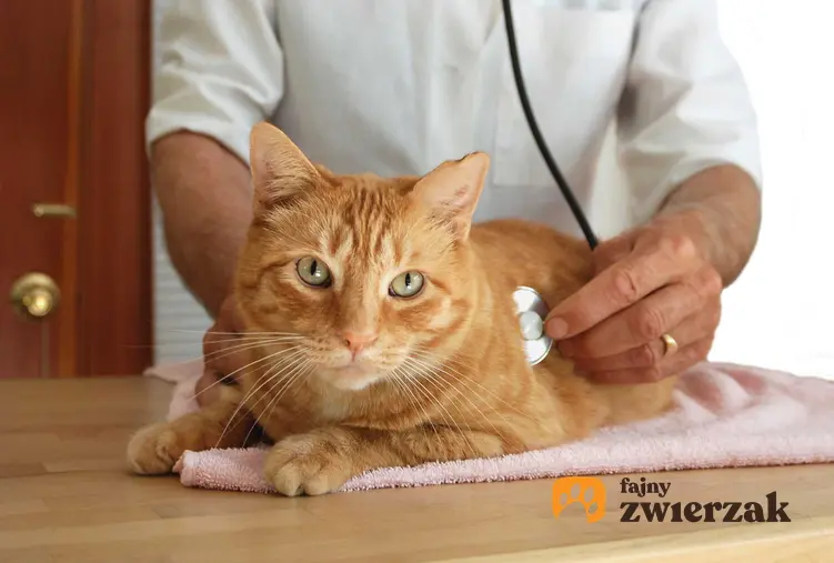 Kot podczas badań u weterynarza, a także bąblowica u kota - rozpoznanie, symptomy, leczenie oraz zapobieganie schorzeniu