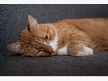 Ilustracja artykułu bąblowica u kota - oznaki, leczenie, zapobieganie, przenoszenie na człowieka