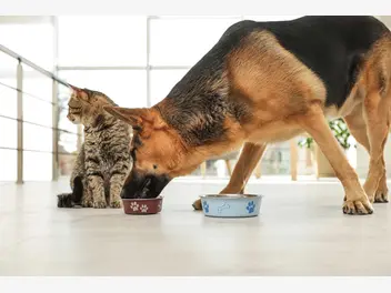 Ilustracja artykułu czy mogę podawać psu karmę dla kota? wyjaśniamy krok po kroku