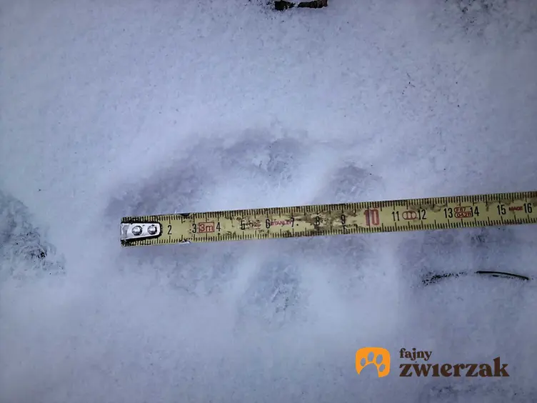 Ślady zwierząt na śniegu w czasie mierzenia, a także informacje, czy w lesie mieszkają zwierzęta: dziki, jelenie oraz wilki