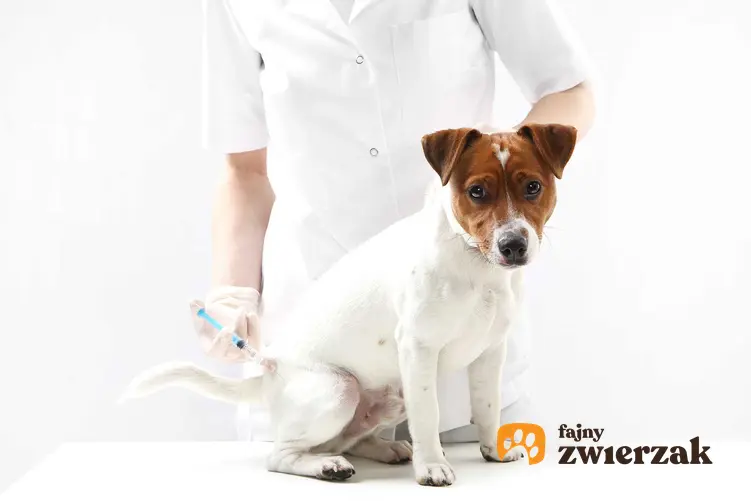 Badanie krwi u psa przez weterynarza, a także przygotowanie psa, pobranie krwi, normy podstawowych badań oraz cena