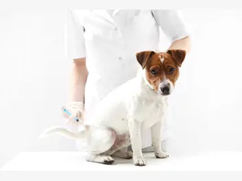 Ilustracja artykułu badanie krwi u psa - przygotowanie, pobranie materiału, cena, normy