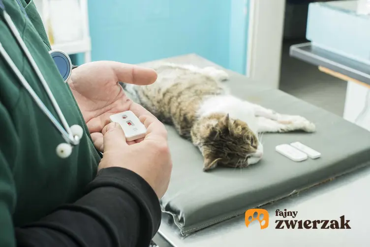 Badanie krwi kota u weterynarza, a także porady dla właścicieli kotów: przygotowanie do badania, pobranie krwi oraz cena podstawowych badań