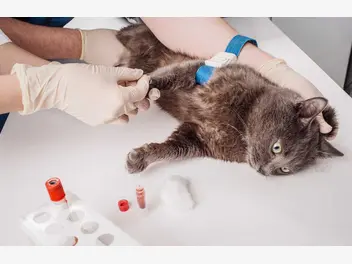 Ilustracja artykułu badanie krwi u kota - przygotowanie, pobranie materiału, interpretacja wyników, cena