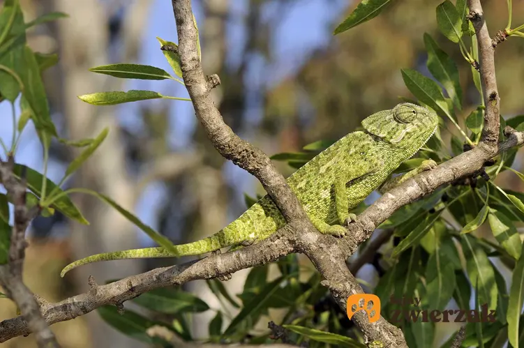 Zielony kameleon siedzący na drzewie, a także opis gatunku, występowanie oraz hodowla i porady