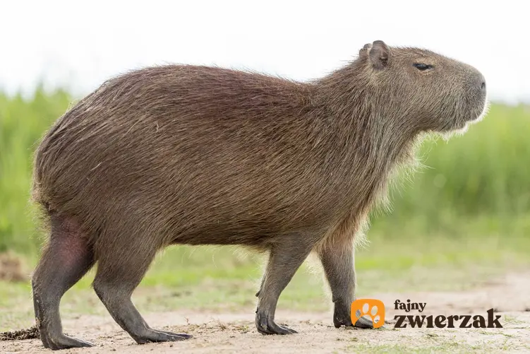 Kapibara w naturalnym środowisku, a także opis, występowanie, wymagania pielęgnacyjne w hodowli w domu