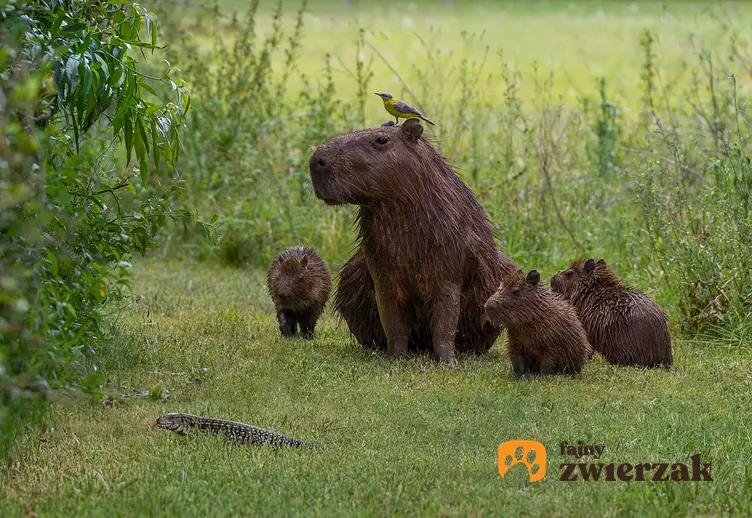 Kapibara z młodymi kapibarami na pastwisku, a także opis zwierzęcia, występowanie oraz hodowla