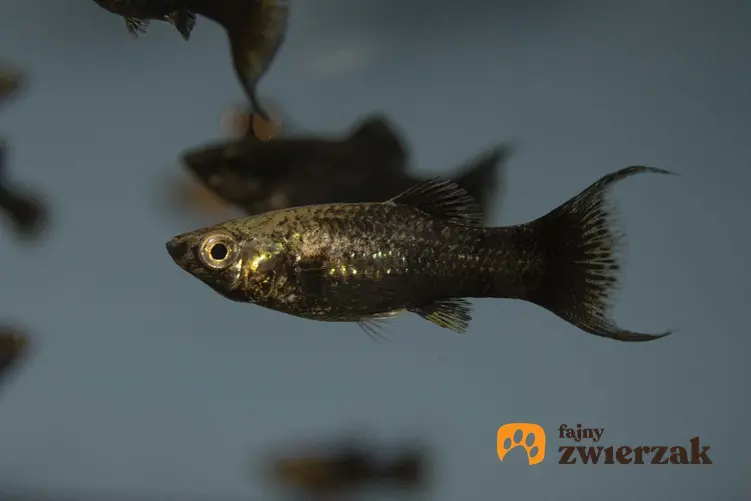 Molinezja czarna pływająca w akwarium, a także opis ryby, hodowla, pielęgnacja i wymagania