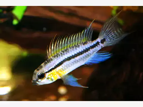 Apistogramma - gatunki i hodowla