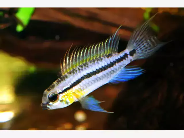 Apistogramma - gatunki i hodowla