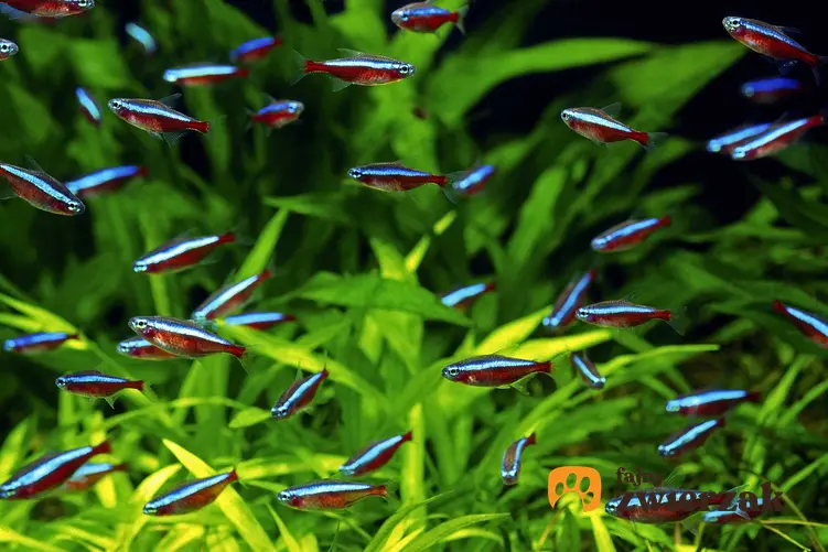 Świecące rybki akwariowe, czyli neonki na tle roślin, a także gatunki, które świecą w akwarium i ich wymagania