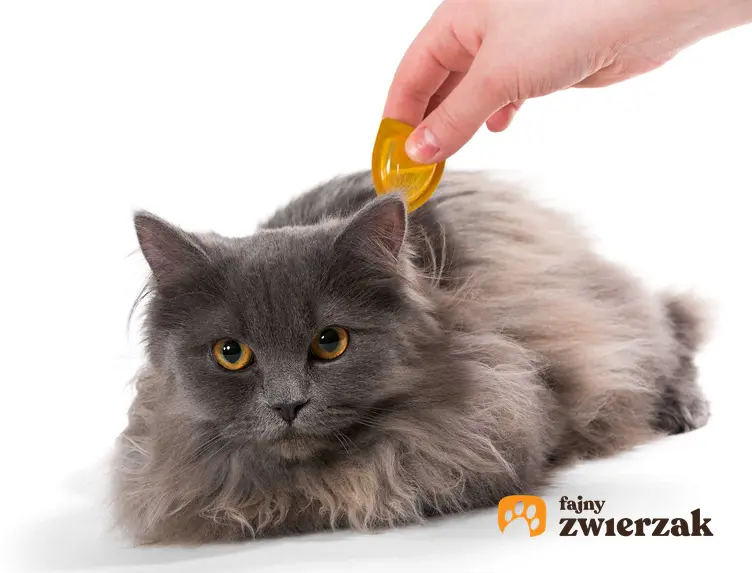 Zakrapianie kota przeciw kleszczom, a także borelioza u kota, objawy, leczenie oraz rozpoznanie