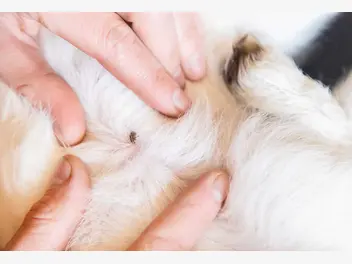 Ilustracja artykułu borelioza u kota - objawy, rozpoznanie, leczenie, rokowania
