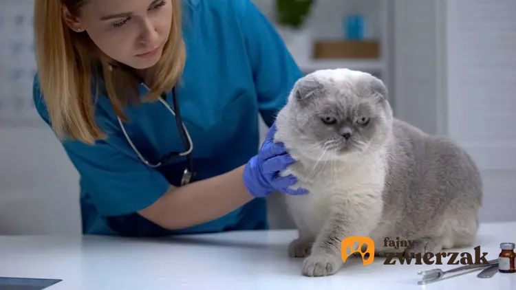 Kot u weterynarza podczas diagnostyki FIP, a także objawy choroby, przyczyny, badania oraz leczenie