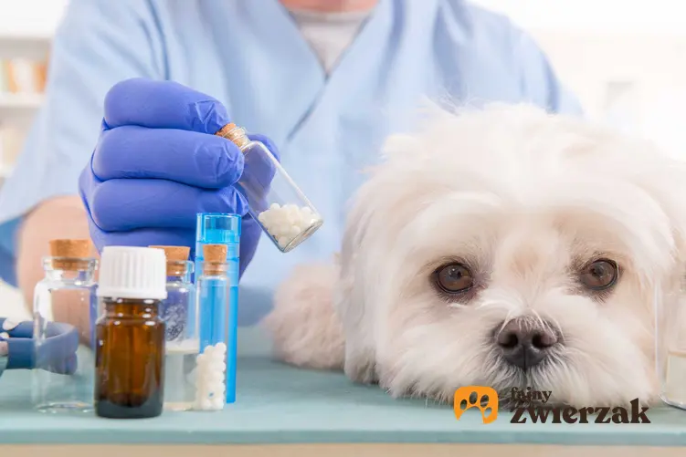 Pies chory na giardiozę, czyli lambliozę u weterynarza, a także opis choroby, sposób zakażenia oraz leczenie krok po kroku