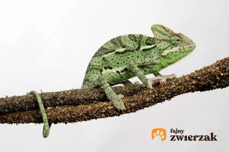 Kameleon jemeński na gałęzi, a także dokładny opis zwierzęcia, występowanie gatunku oraz hodowla