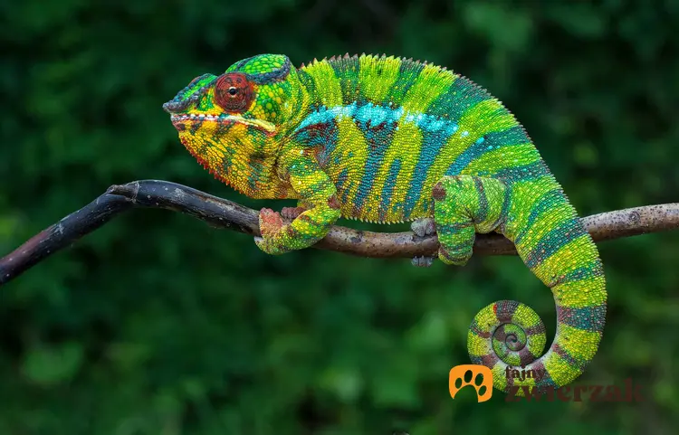 Kameleon lamparci w zielone paski, a także charakterystyka i opis zwierzęcia, wymagania oraz porady dla hodowców