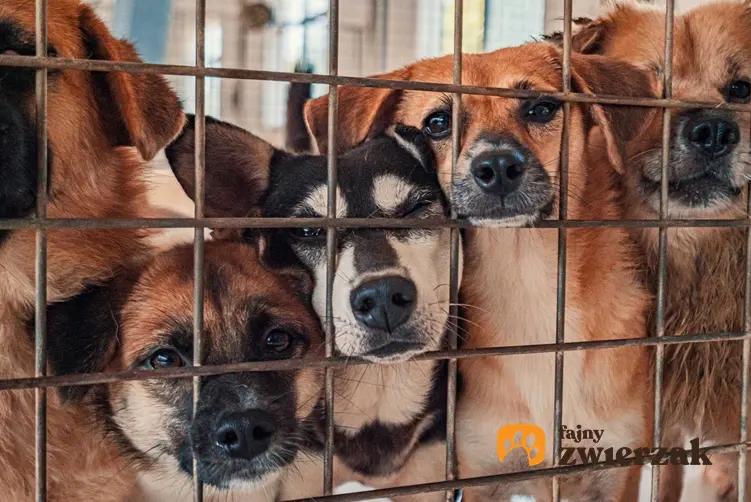 Psy różnych ras w klatce, a także informacje, jaką karę przewiduje prawo za znęcanie się nad zwierzętami - kary i zmiany w przepisach