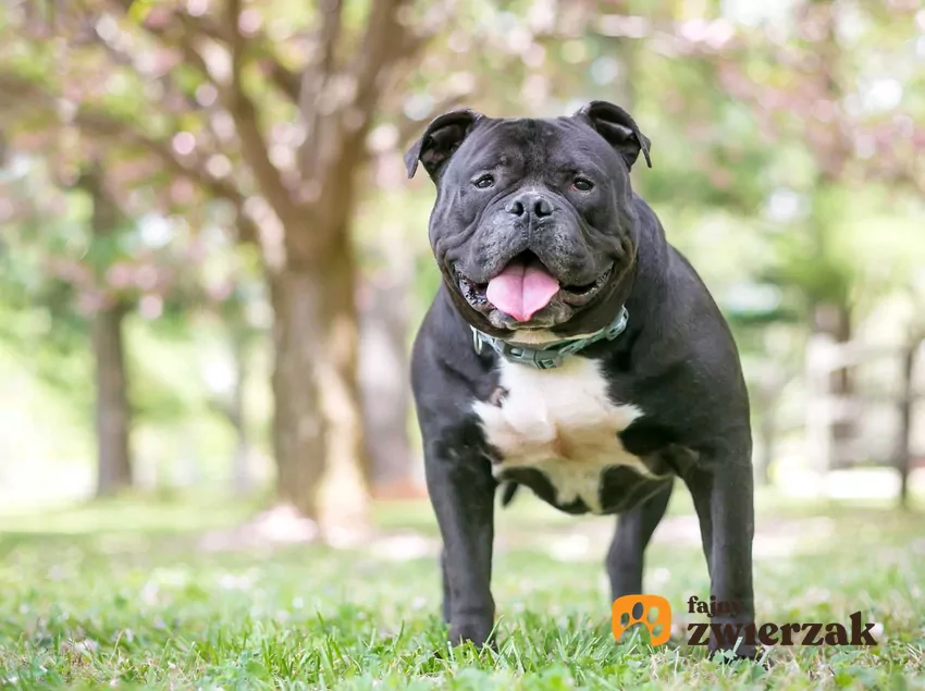 Czarny Staffordshire Bull Terrier