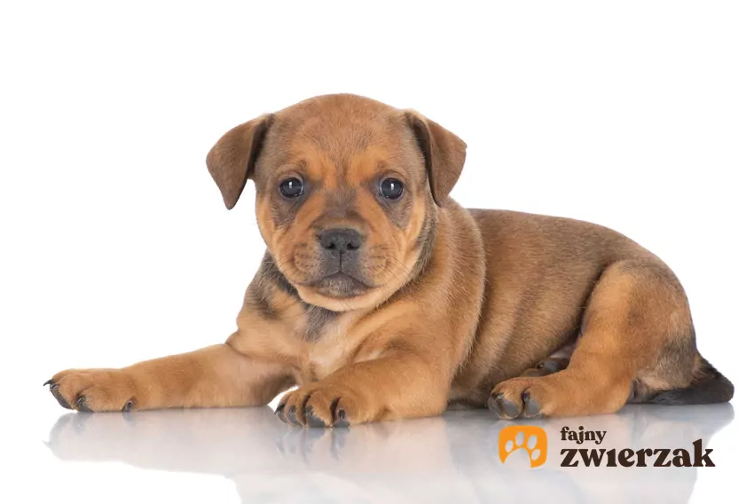 Szczenię Staffordshire Bull Terrier