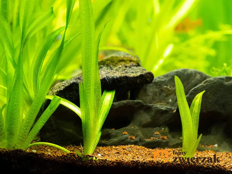 Nurzaniec olbrzymi posadzony w akwarium obok kamieni, a także opis gatunku, pielęgnacja rośliny oraz sadzenie