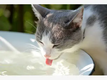 Ilustracja artykułu ile wody powinien pić kot?
