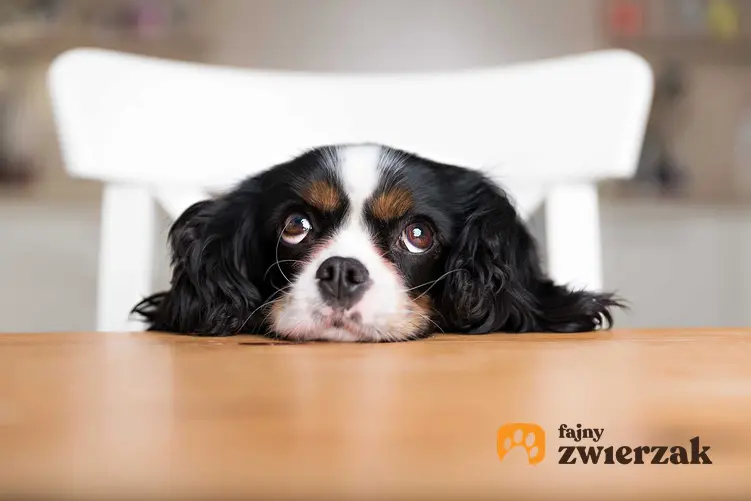 Pies czekający na jedzenie, a także informacje, jak żywić sukę w czasie ciąży oraz podczas laktacji krok po kroku