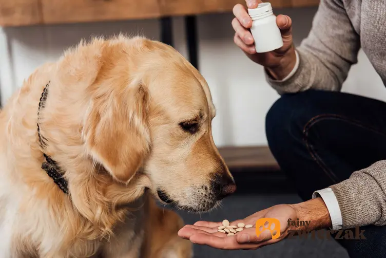 Podawanie golden retriverowi środków na stawy, a także najlepsze tabletki na stawy dla psów