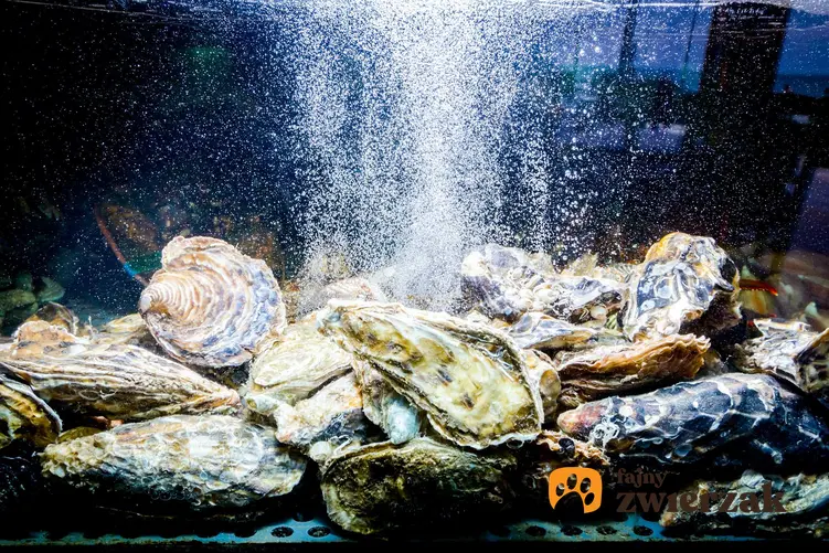 Napowietrzanie akwarium spomiędzy ozdobnych kamieni, a także napowietrzanie wody w akwarium krok po kroku