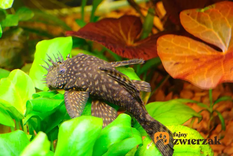 Zbrojnik pospolity w akwarium zjadający glony z liści, a także opis gatunku, wymagania i hodowla