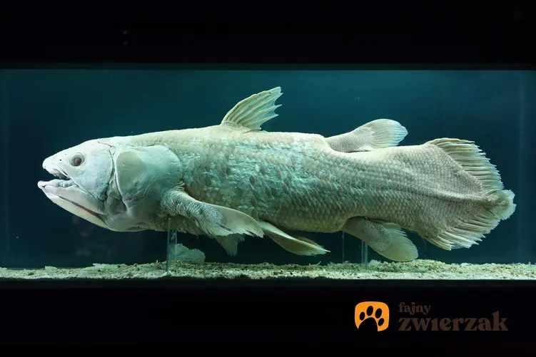 Latimeria, czyli żywa skamielina, ryba na wystawie, a także opis, zdjęcia, ciekawostki dla akwarystów