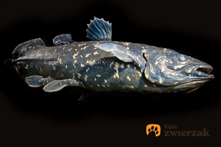 Ryba latimeria na czarnym tle, a także występowanie gatunku, opis oraz ciekawostki i zdjęcia oraz wygląd