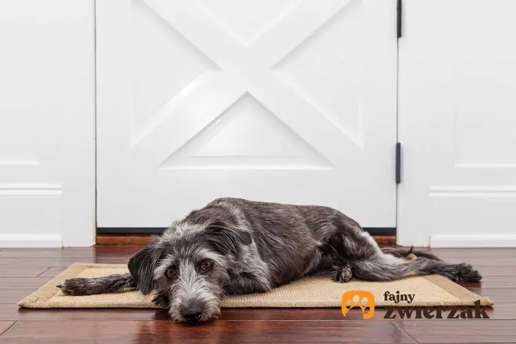 Pies sam w domu leżący przy drzwiach wejściowych, a także jak przyuczyć psa do zostawania samemu w domu krok po kroku