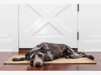 Ilustracja artykułu pies sam w domu. wyjaśniamy, jak przyuczyć psa do pozostawania w domu