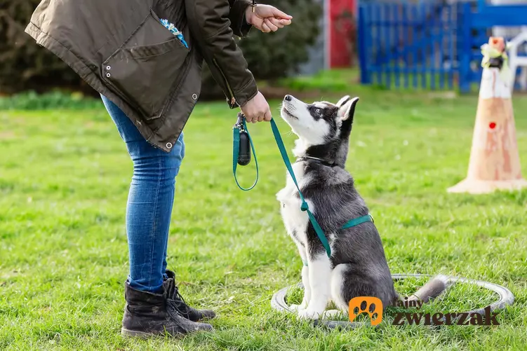 Pies w czasie treningu z właścicielem przypięty do linki treningowej, czyli jak używać linki treningowej dla psa