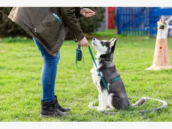 Ilustracja artykułu jak używać linki treningowej dla psa? praktyczny poradnik