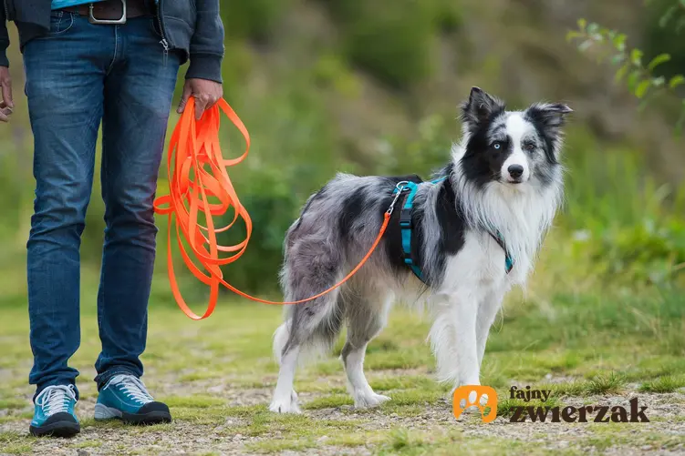 Pies podczas spaceru na lince treningowej, a także informacje, jak używać linki treningowej dla psa - porady dla właścicieli