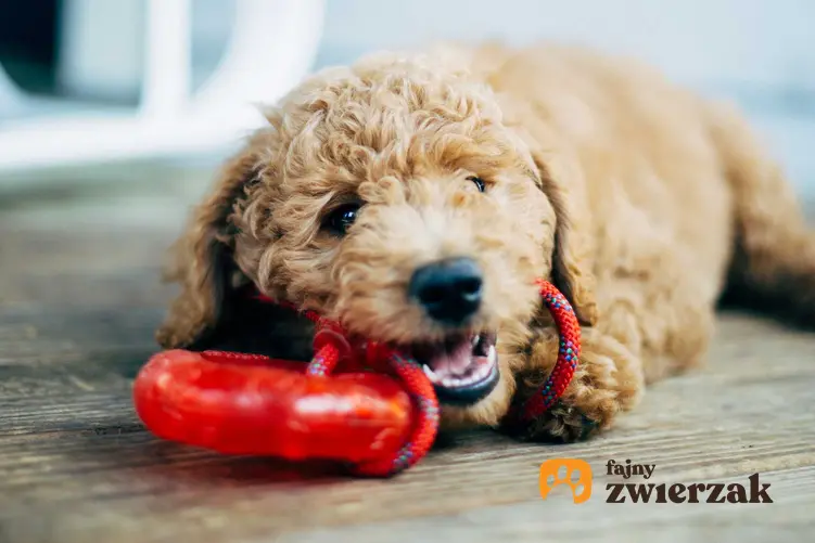Pies gryzący zabawkę, a także informacje, jak zapewnić psu zajęcie, które może wykonywać samodzielnie