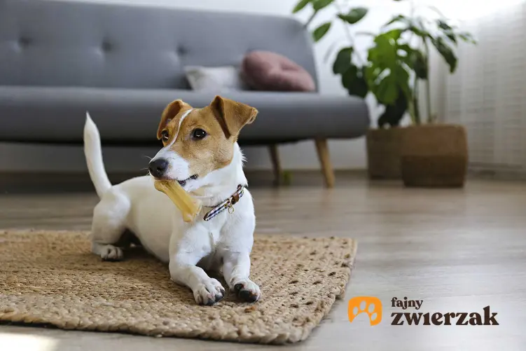 Pies Jack Russel Terrier bawiący się kością do gryzienia, a także jak zapewnić psu inne zajęcia i zabawy, które może robić samodzielnie