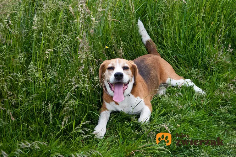 Pies podczas upału schowany w trawie, a także jak ulżyć psu w czasie najbardziej gorącej pogody