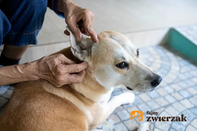 Badanie skóry psa przez weterynarza, a także informacje, dlaczego pies się drapie, najważniejsze informacje