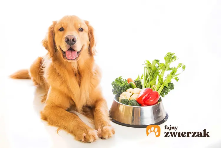 Golden Retriver leżący obok miski z jedzeniem wegetariańskim, a także dieta wegetariańska dla psów krok po kroku, najważniejsze założenia i informacje