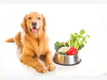 Ilustracja artykułu dieta wegetariańska dla psa – czy to ma sens?