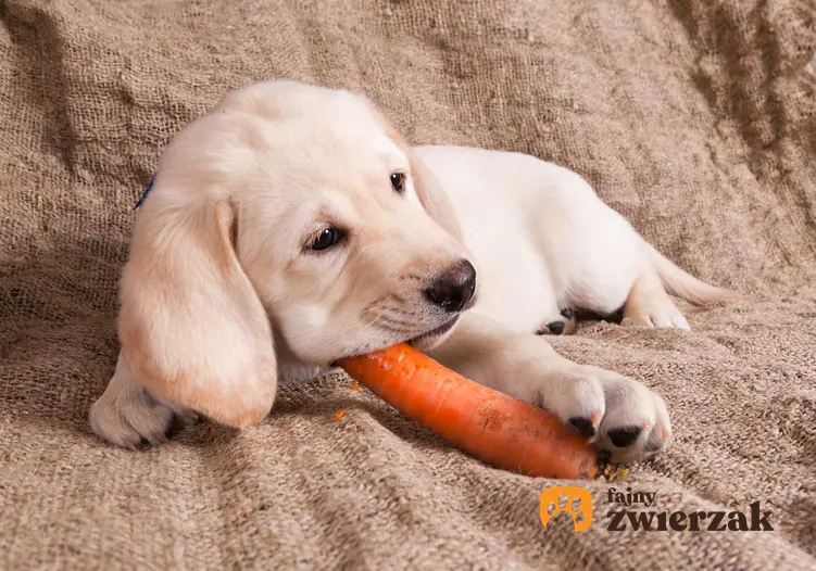 Mały piesek jedzący marchewkę, a także dieta wegetariańska dla psa, informacje, założenia, czy można stosować?
