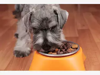 Ilustracja artykułu dieta a rasa psa - czy istnieją szczególne zalecenia dla różnych ras?