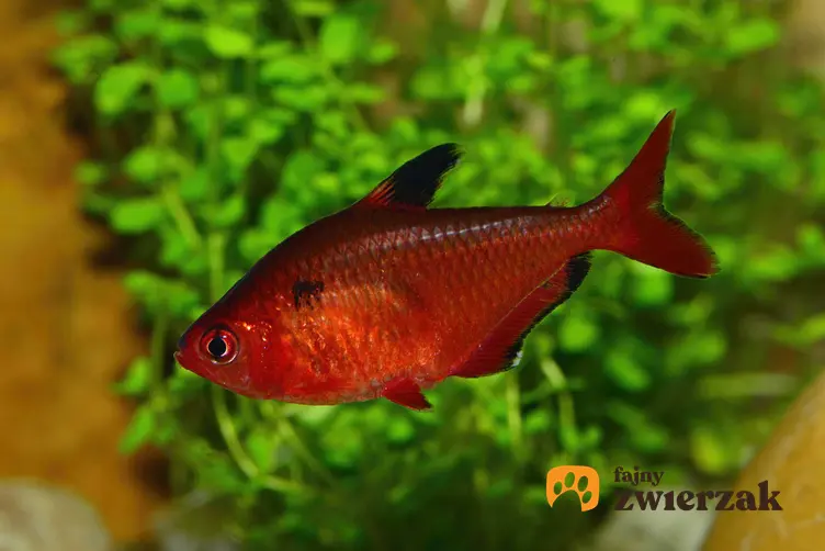 Czerwony bystrzyk barwny na tle roślin akwariowych, a także charakterystyka i opis gatunku, wymagania i żywienie