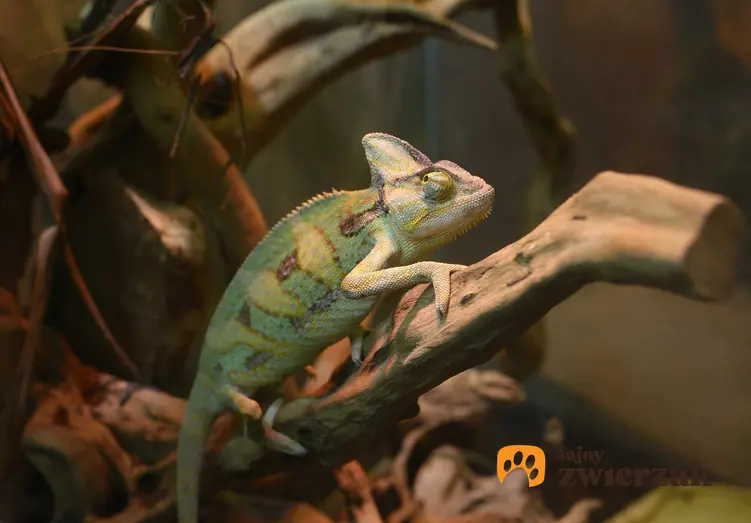 Kameleon w terrarium, a także jaka jest cena kameleona, czyli ile kosztuje kameleon jemeński