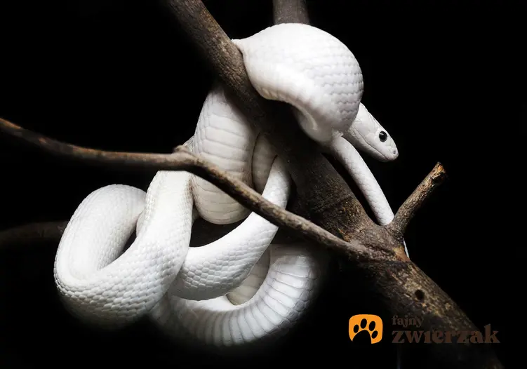 Wąż zbożowy biały na gałązkach, czyli odmiana Blizzard, jej opis, zdjęcia oraz hodowla
