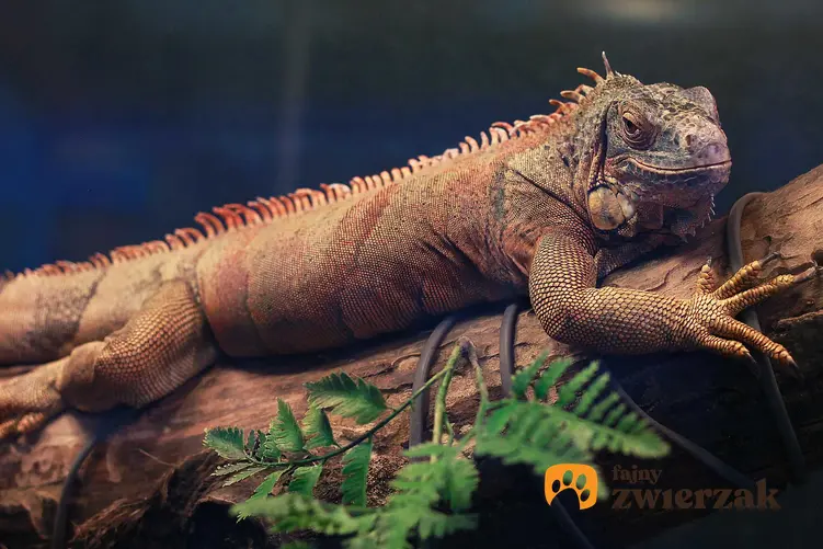 Kameleon w terrarium, a także jaka jest cena kameleona, koszt kameleona ze sklepu zoologicznego